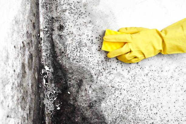 Best Toxic Mold Removal  in Niantic, CT