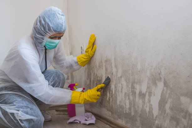 Best Mold Remediation Experts  in Niantic, CT