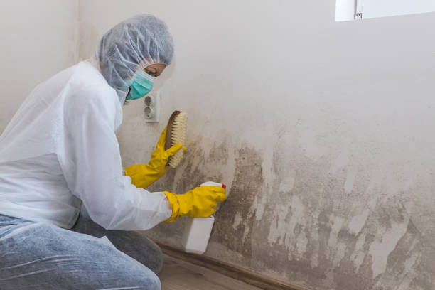 Best Mold Removal Process  in Niantic, CT