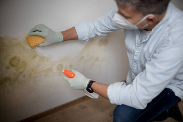 Best Professional Mold Removal  in Niantic, CT