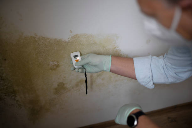 Certified Mold Removal in Niantic, CT