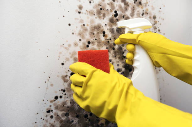 Best Local Mold Removal Service  in Niantic, CT