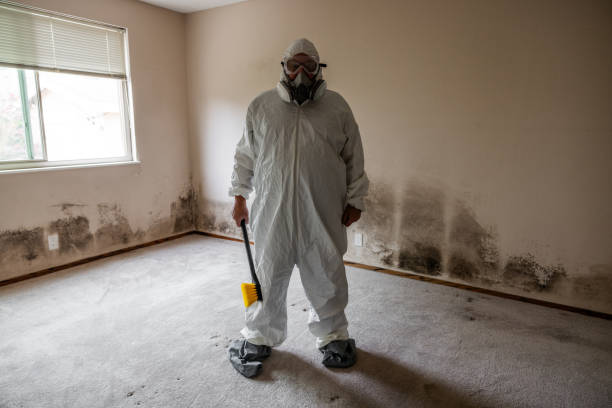 Best Residential Mold Removal  in Niantic, CT