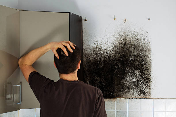 Best Mold Testing  in Niantic, CT