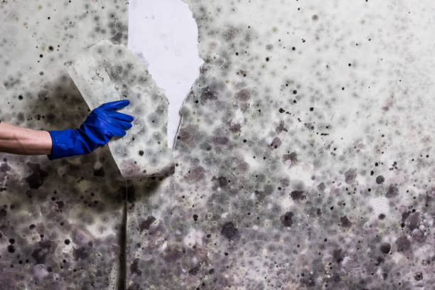 Best Certified Mold Removal  in Niantic, CT